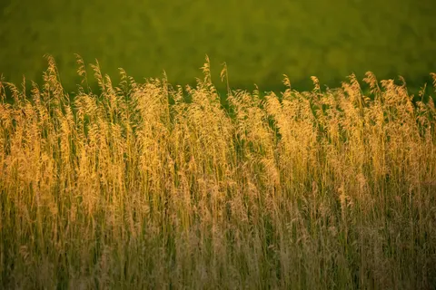 Wheat Field 4K Wallpaper · nature · 3840×2560