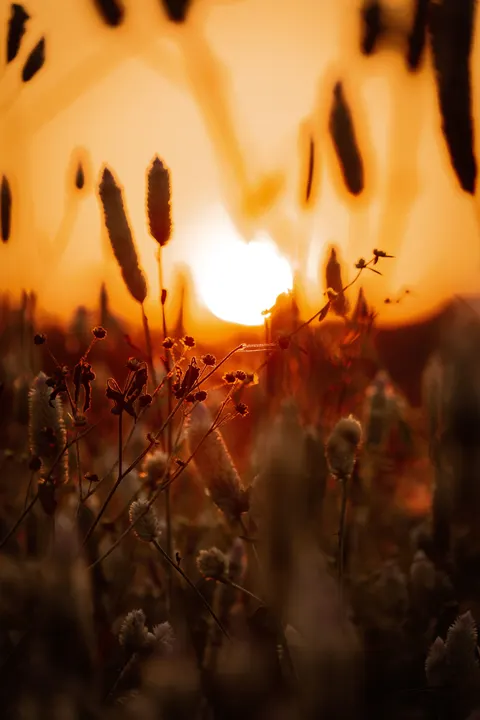 Golden Hour Phone Wallpaper · aesthetic · 1440×2160
