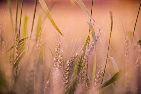 麥田 4K桌布 · nature · 3840×2565