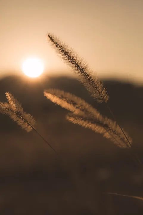 Golden Hour Phone Wallpaper · aesthetic · 1440×2160