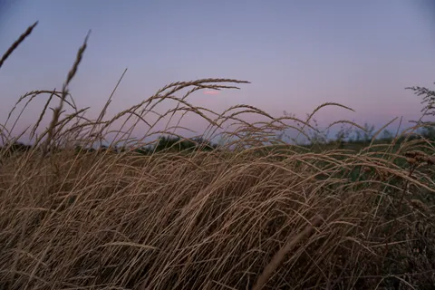 Wheat Field 4K Wallpaper · nature · 3840×2560