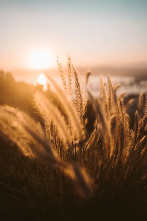 Golden Hour Phone Wallpaper · aesthetic · 1440×2160
