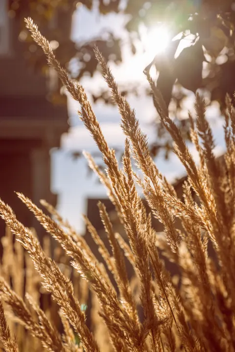 Golden Hour Phone Wallpaper · aesthetic · 1440×2160