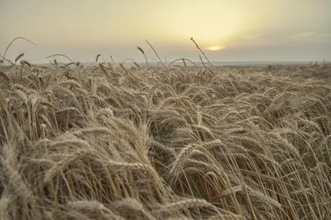Wheat Field 4K Wallpaper · nature · 3840×2560