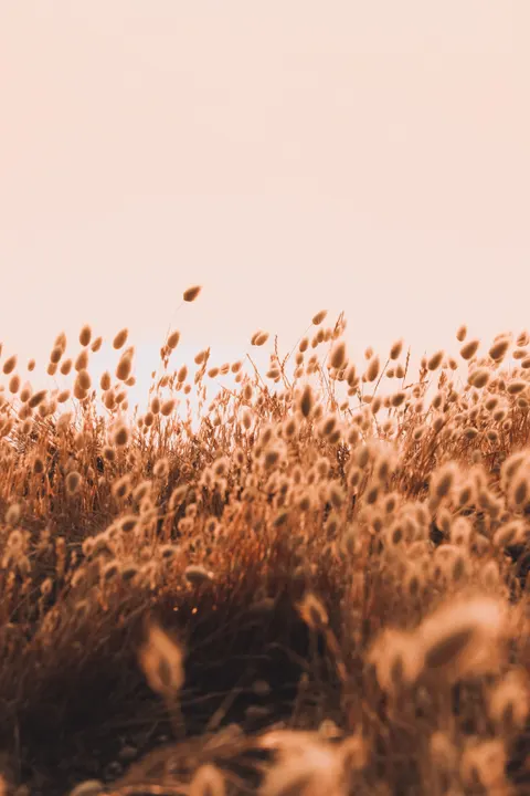 Golden Hour Phone Wallpaper · aesthetic · 1440×2160