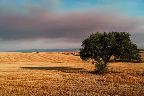Wheat Field 4K Wallpaper · nature · 3840×2560