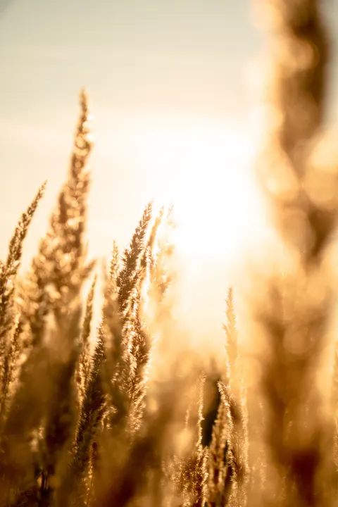 Golden Hour Phone Wallpaper · aesthetic · 1440×2160
