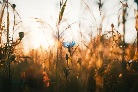 Fond d'écran Champ de blé 4K · nature · 3840×2560
