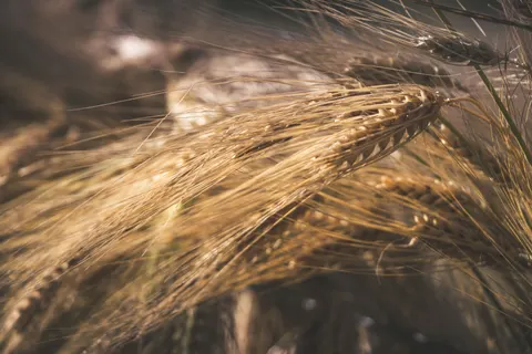 麦田 4K壁纸 · nature · 3840×2560