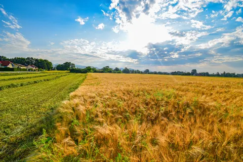 Wheat Field 4K Wallpaper · nature · 3840×2560