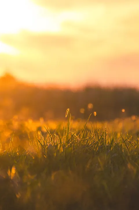 Golden Hour Phone Wallpaper · aesthetic · 1440×2166