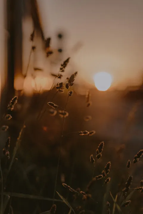 Golden Hour Phone Wallpaper · aesthetic · 1440×2157