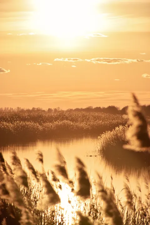 Golden Hour Phone Wallpaper · aesthetic · 1440×2160