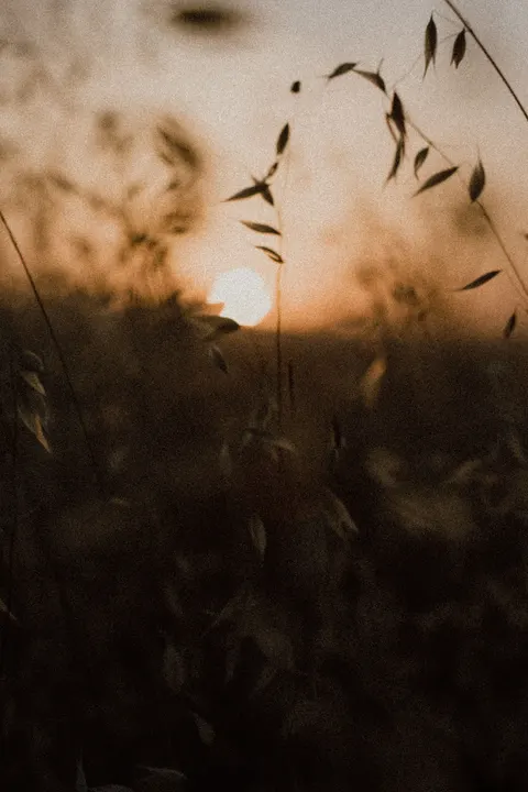 Golden Hour Phone Wallpaper · aesthetic · 1440×2160