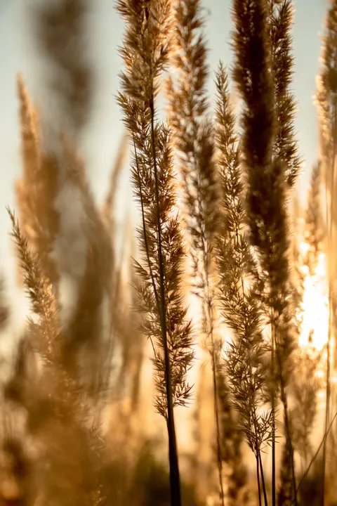 Golden Hour Phone Wallpaper · aesthetic · 1440×2160