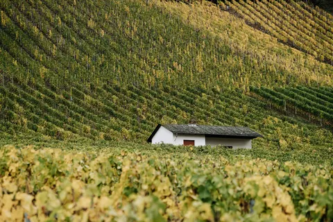 Vineyard Hills 4K Wallpaper · nature · 3840×2560