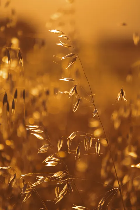 Golden Hour Phone Wallpaper · aesthetic · 1440×2160