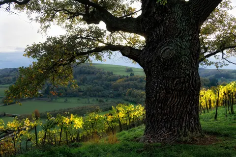 Vineyard Hills 4K Wallpaper · nature · 3840×2560