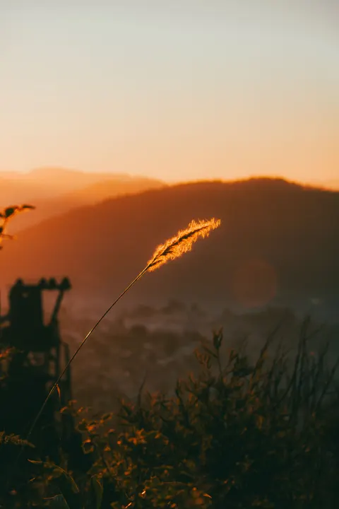 Golden Hour Phone Wallpaper · aesthetic · 1440×2160