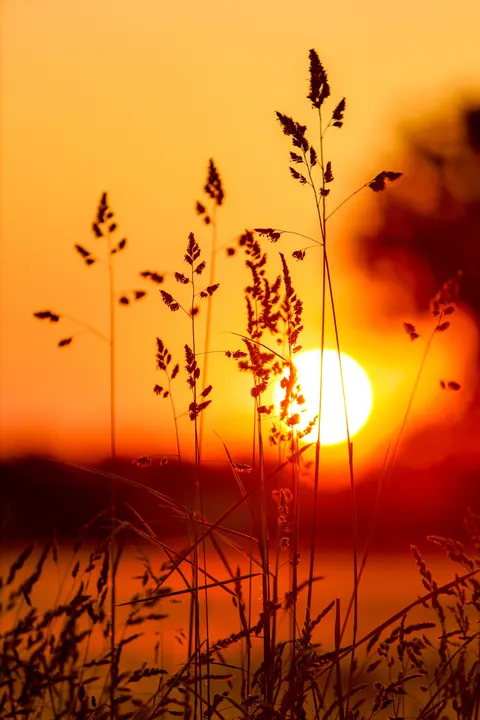 Golden Hour Phone Wallpaper · aesthetic · 1440×2160