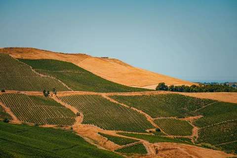 Vineyard Hills 4K Wallpaper · nature · 3840×2560