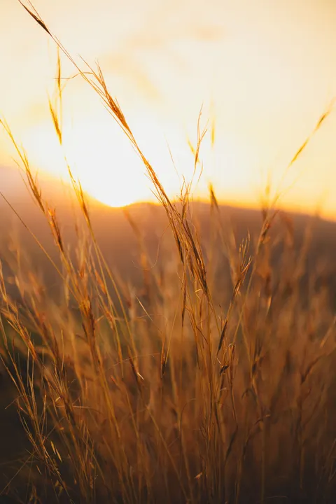 Golden Hour Phone Wallpaper · aesthetic · 1440×2160