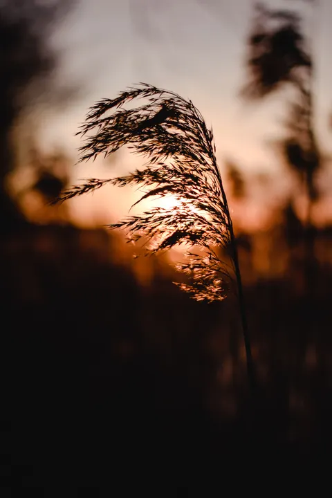 Golden Hour Phone Wallpaper · aesthetic · 1440×2160