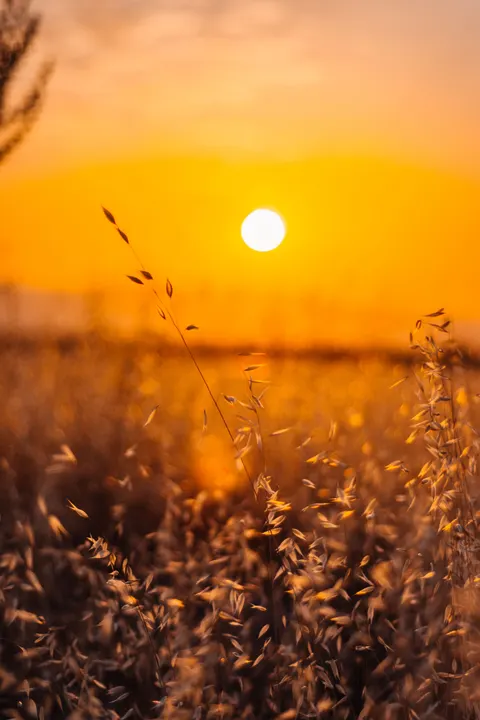 Golden Hour Phone Wallpaper · aesthetic · 1440×2160