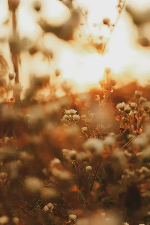 Golden Hour Phone Wallpaper · aesthetic · 1440×2160