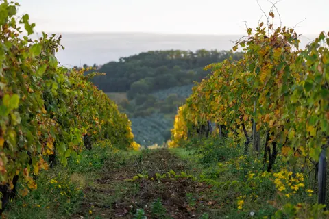 Vineyard Hills 4K Wallpaper · nature · 3840×2560