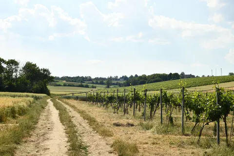 Vineyard Hills 4K Wallpaper · nature · 3840×2560