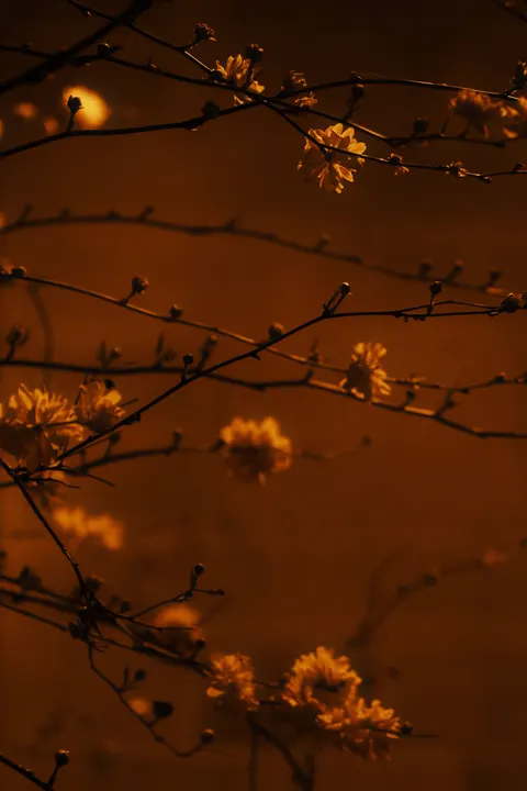 Golden Hour Phone Wallpaper · aesthetic · 1440×2160