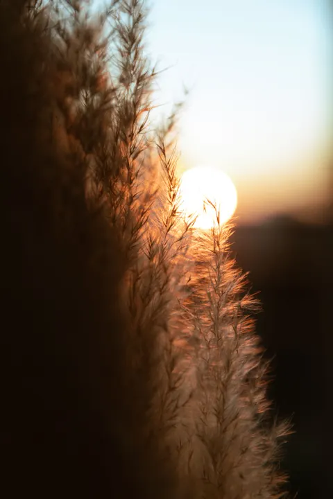 Golden Hour Phone Wallpaper · aesthetic · 1440×2160