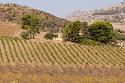 Vineyard Hills 4K Wallpaper · nature · 3840×2560