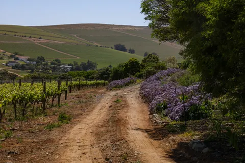 Vineyard Hills 4K Wallpaper · nature · 3840×2561