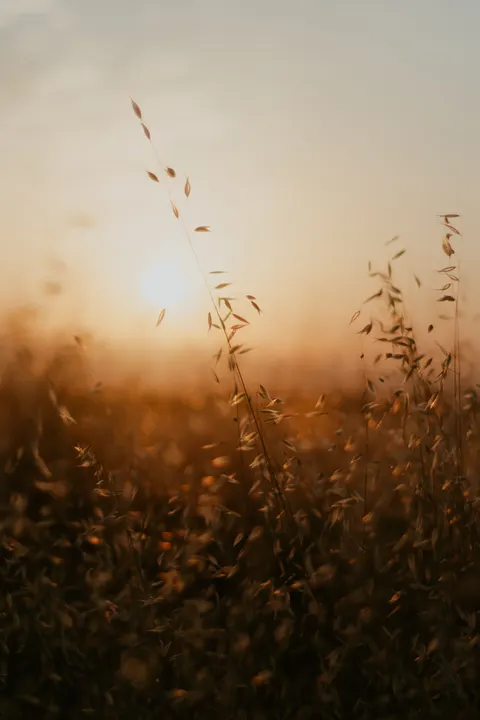 Golden Hour Phone Wallpaper · aesthetic · 1440×2160