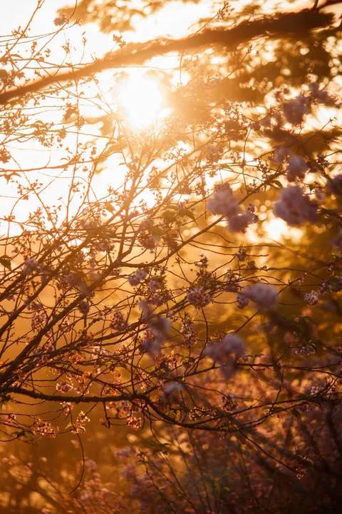 Golden Hour Phone Wallpaper · aesthetic · 1440×2160