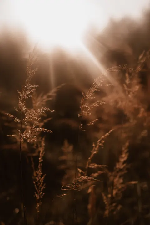 Golden Hour Phone Wallpaper · aesthetic · 1440×2157