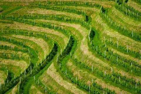 Vineyard Hills 4K Wallpaper · nature · 3840×2560