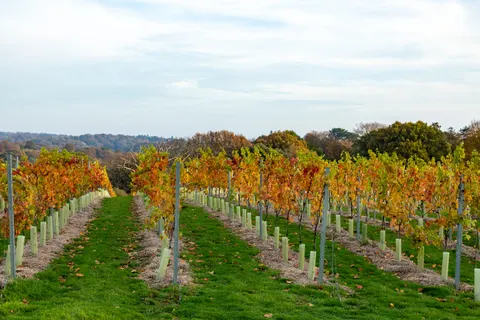 Vineyard Hills 4K Wallpaper · nature · 3840×2560