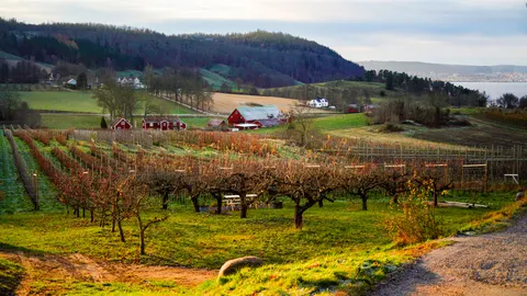 Vineyard Hills 4K Wallpaper · nature · 3840×2160