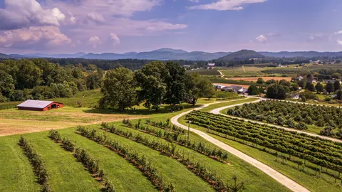 Vineyard Hills 4K Wallpaper · nature · 3840×2160