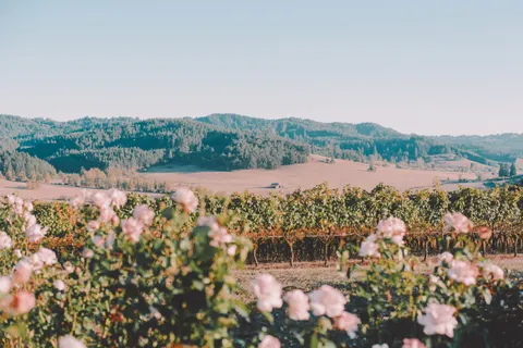 포도밭 언덕 4K 배경화면 · nature · 3840×2560