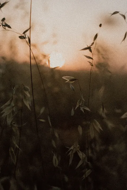 Film Aesthetic Phone Wallpaper · aesthetic · 1440×2160