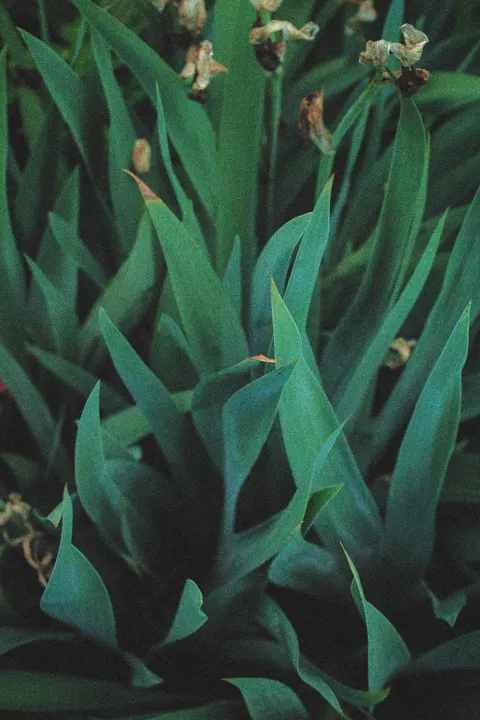 Film Aesthetic Phone Wallpaper · aesthetic · 1440×2160