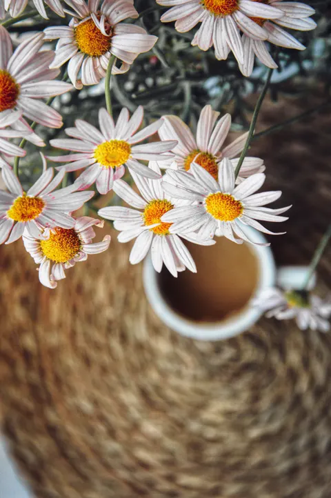 Soft Still Life Phone Wallpaper · aesthetic · 1440×2166