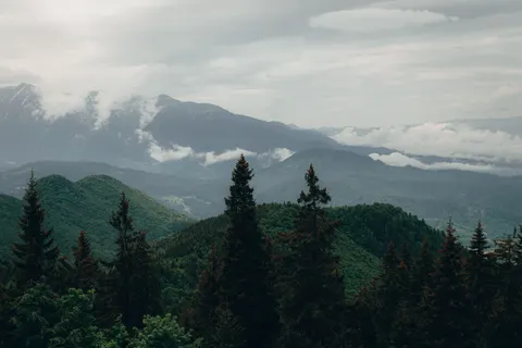 Pine Forest 4K Wallpaper · nature · 3840×2560