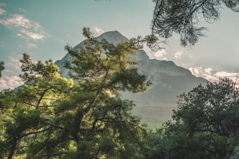 Pine Forest 4K Wallpaper · nature · 3840×2560