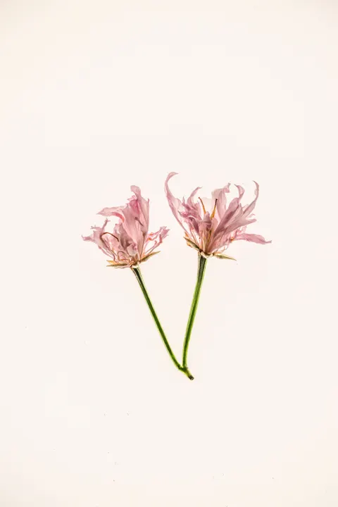 Soft Bloom Phone Wallpaper · aesthetic · 1440×2160