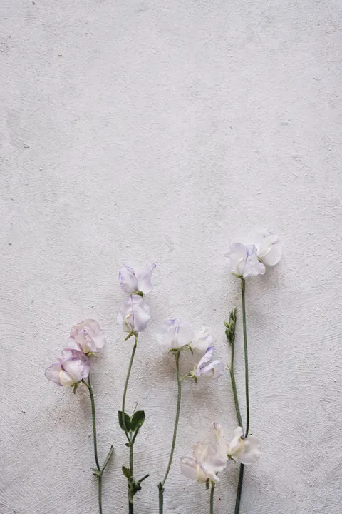 Soft Bloom Phone Wallpaper · aesthetic · 1440×2159